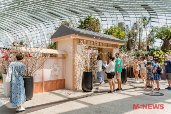 Sakura Display Returns To Gardens By The Bay Visit A Mini Japan With