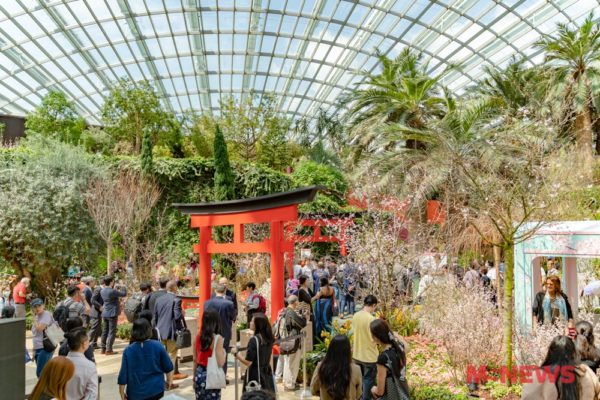 Sakura Display Returns To Gardens By The Bay Visit A Mini Japan With