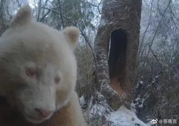 Rare White Panda Spotted In Sichuan Province Of China Believed To Be