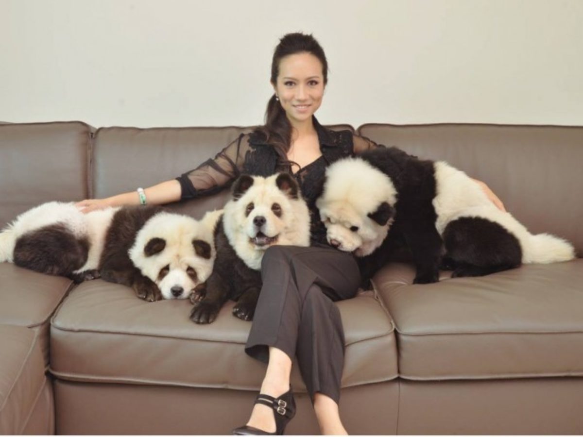 panda bear chow chow