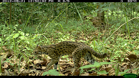 Leopard-cat-on-RL-1fq1su8