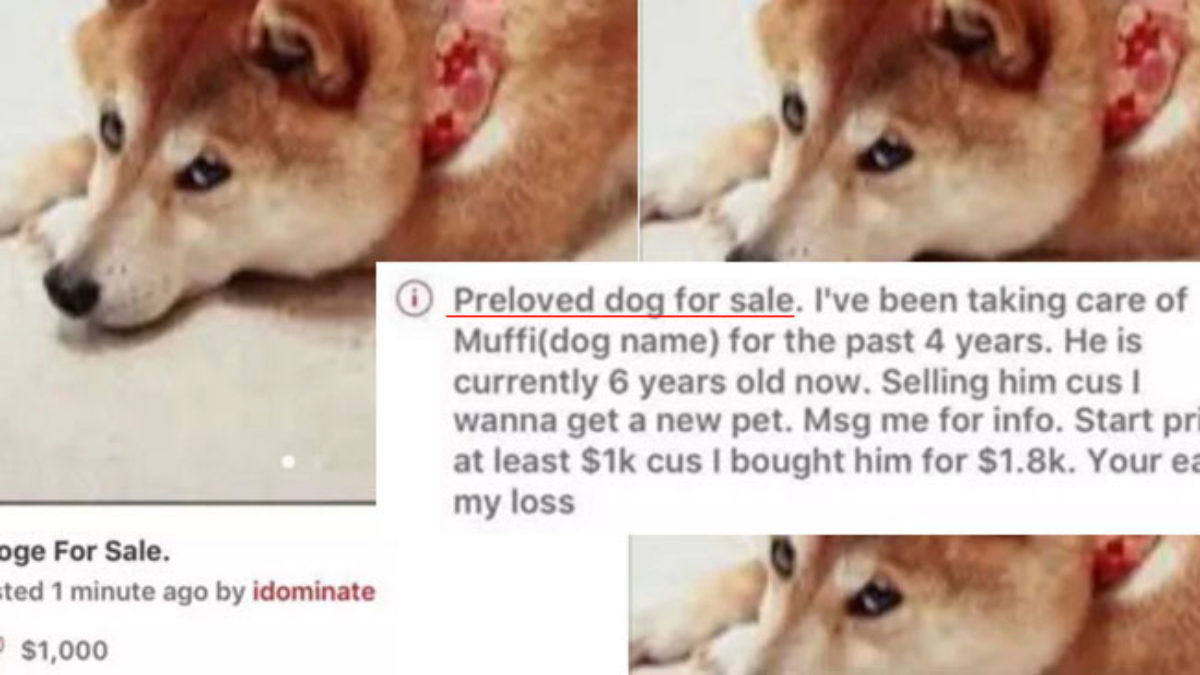 preloved dogs free to good home