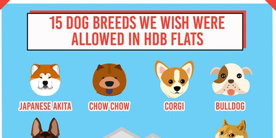 15 Dog Breeds That We Wish Were Allowed In Hdb Flats