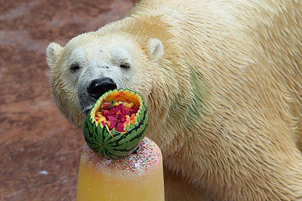 A Tribute To Inuka, The First Polar Bear Born In The Tropics