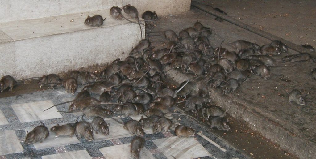NTU Canteens Hit By Second Rat Infestation In 2 Months, Results In Fine ...