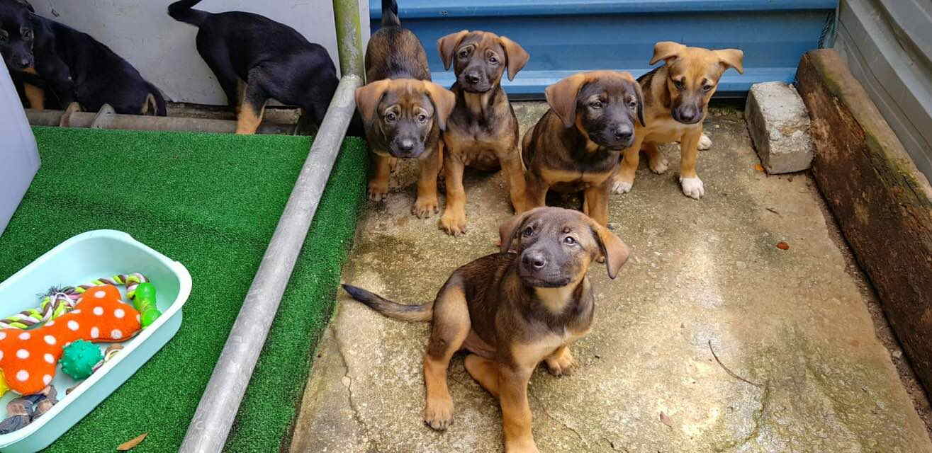 5 Adorable Puppers Born At Construction Site Need Loving Homes ASAP
