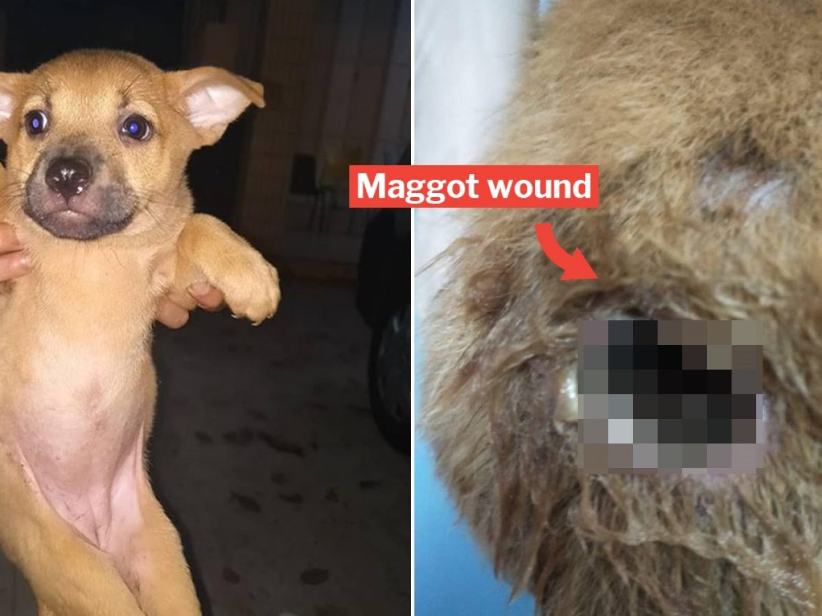 S Pore Puppy With Maggot Wound Urgently Needs Donations For Medical Bills