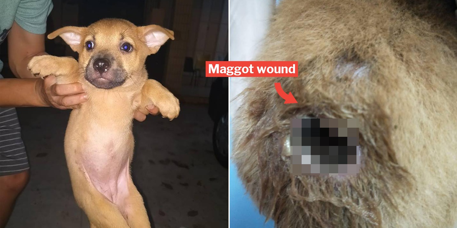 S'pore Puppy With Maggot Wound Urgently Needs Donations For Medical Bills