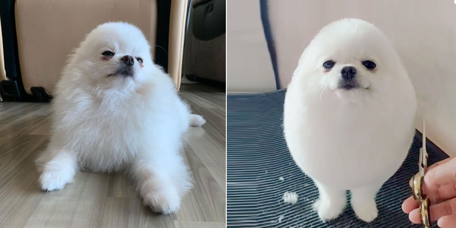 Singapore Has Her Own Egg Boy & This Fluffy Pomeranian Is Taking Over T...