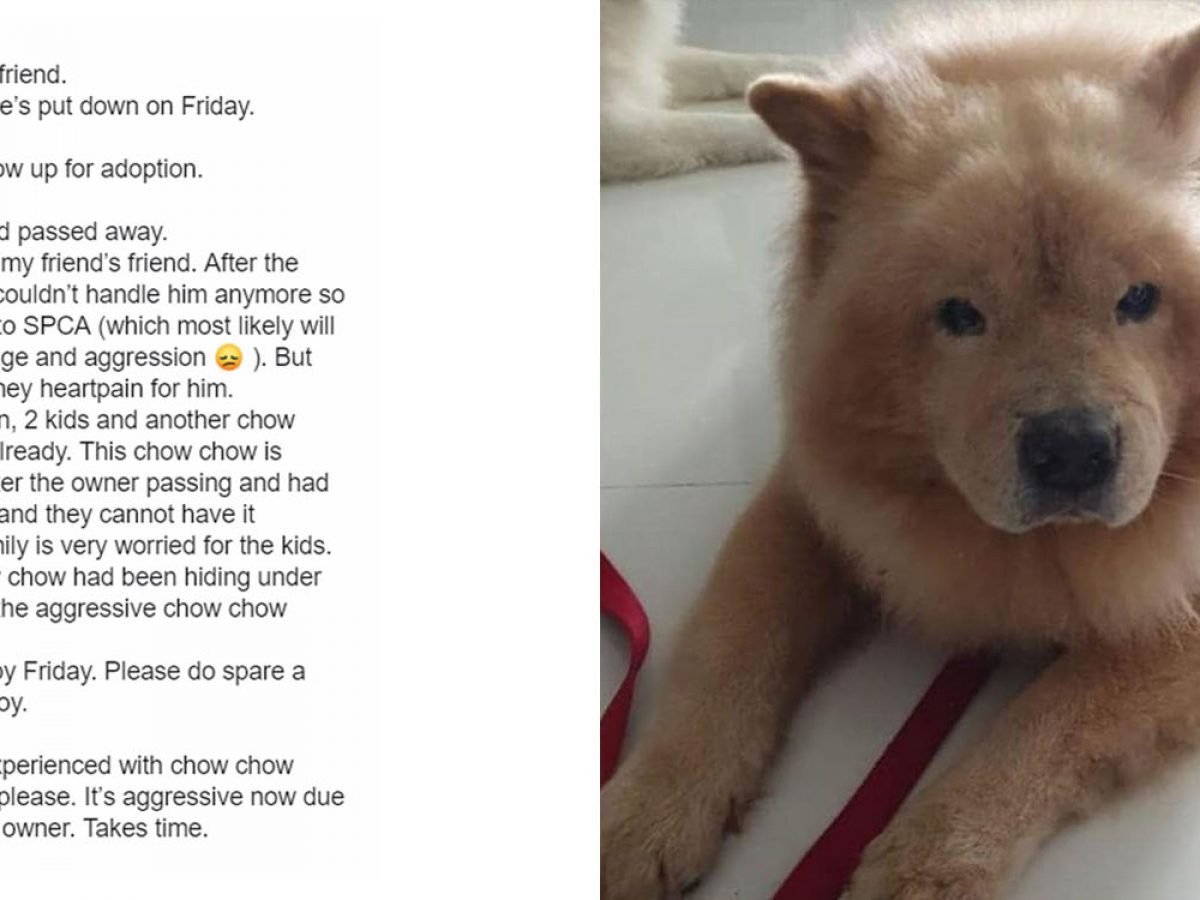 Chows cheap for adoption