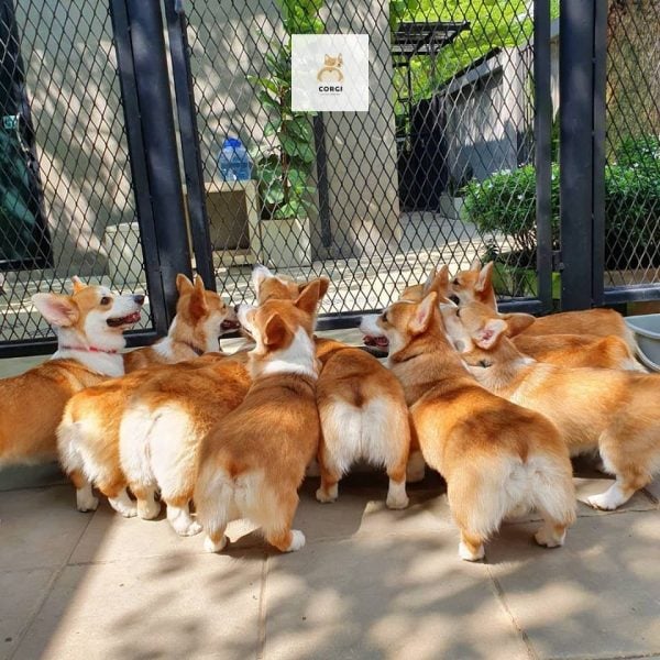 Woman's Corgi Birthed 7 Surprise Puppies; She Opened A Corgi Cafe In ...