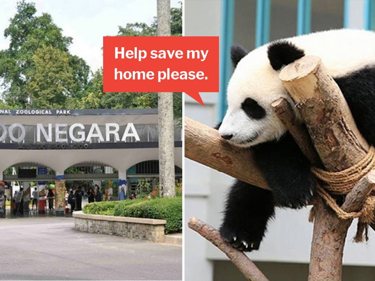 Malaysia S Zoo Negara Needs More Visitors Or It Ll Run Out Of Money To Care For Animals