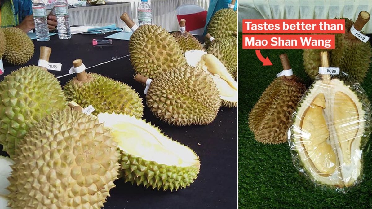 New Premium Durian Variety In Johor May Dethrone Mao Shan Wang In The Future