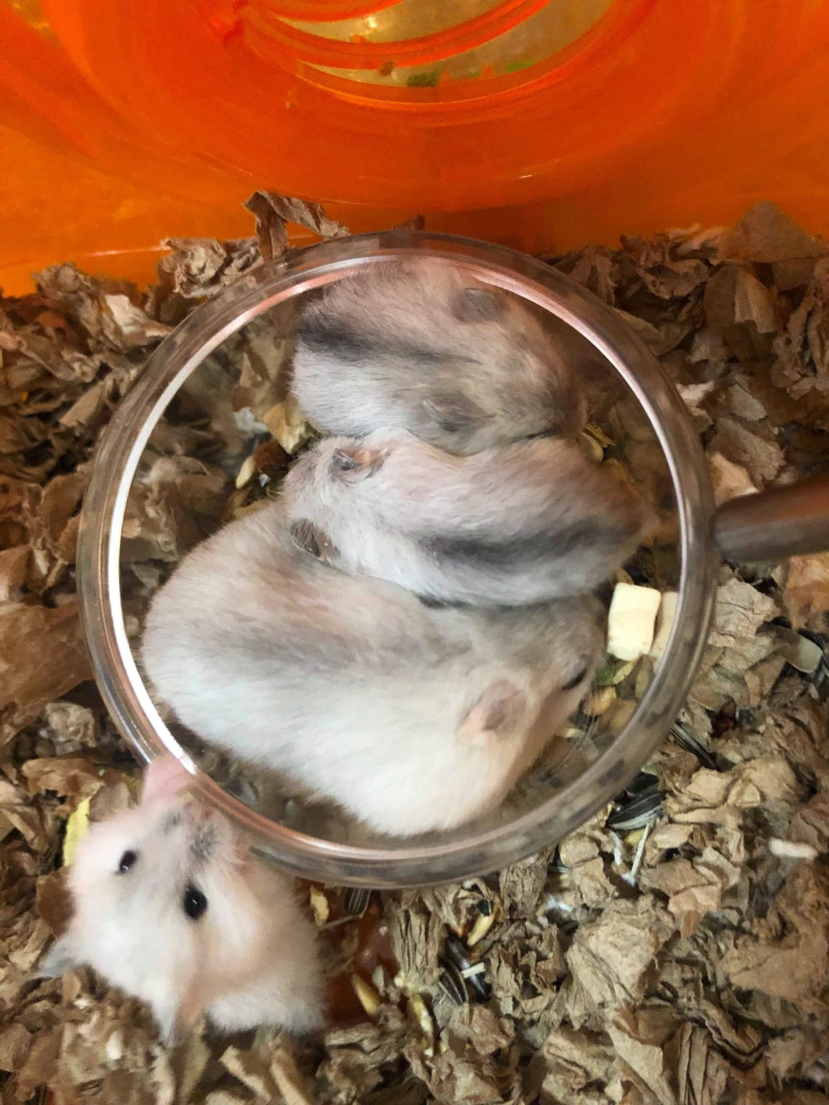 Cairnhill-Hamsters.jpeg