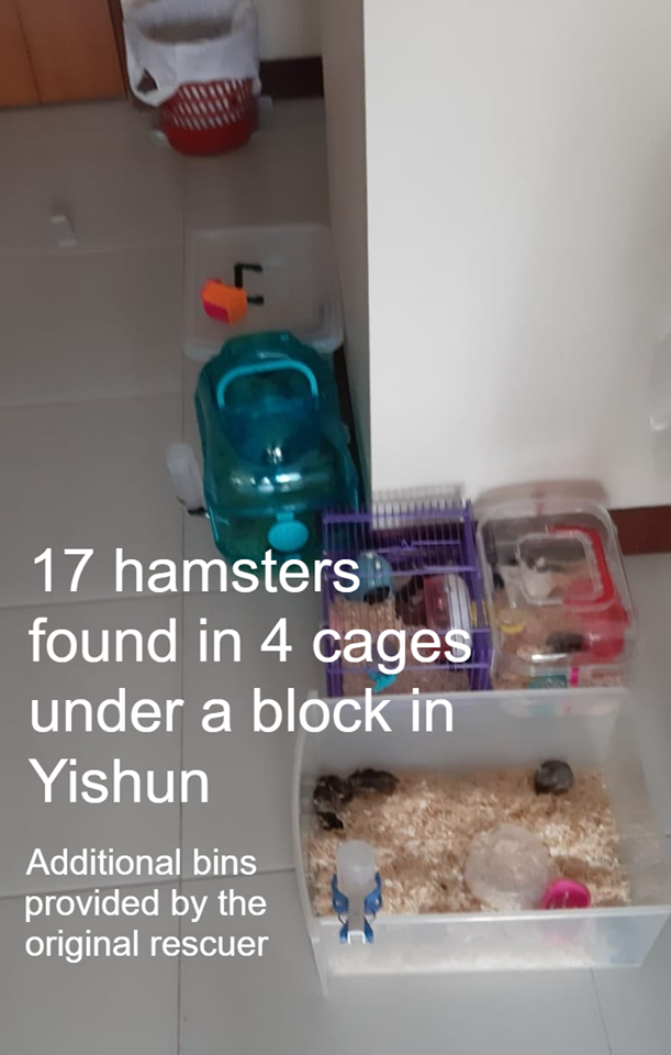 Hamster-Society-Singapore-1.png