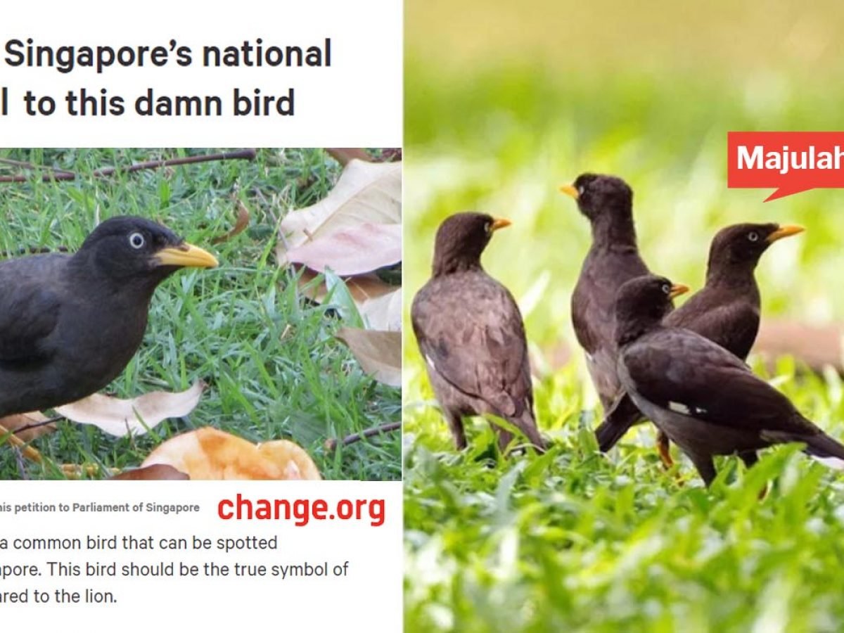 Singapore S National Animal Should Be A Myna Not A Lion Proclaims This Hilarious Petition