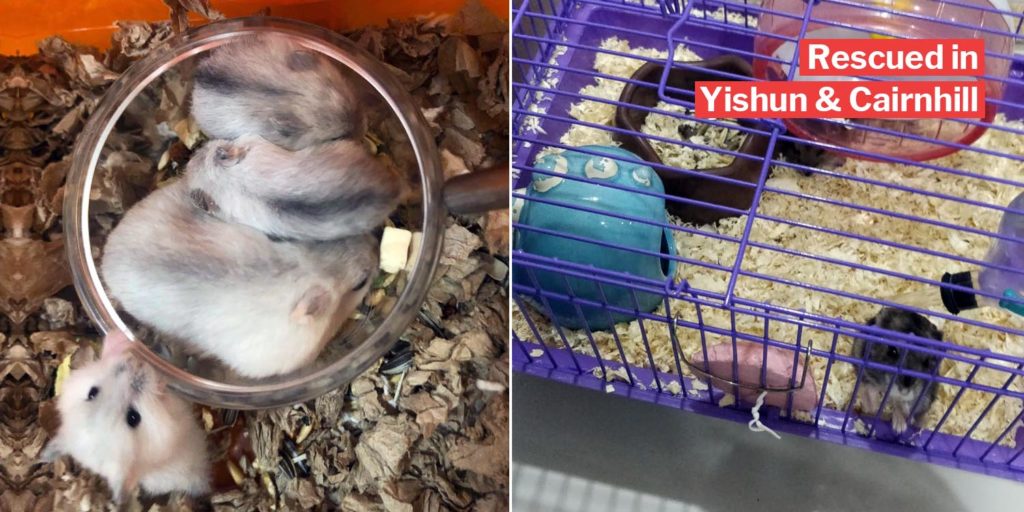 Picture of Hamster Society S’pore Rescues 34 Abandoned Hamsters In 1 Night; They ...