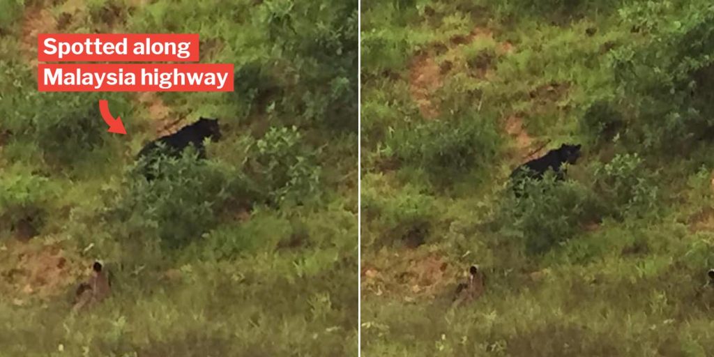 Black Panther Spotted In Malaysia Confirms Wakanda Is Actually In South