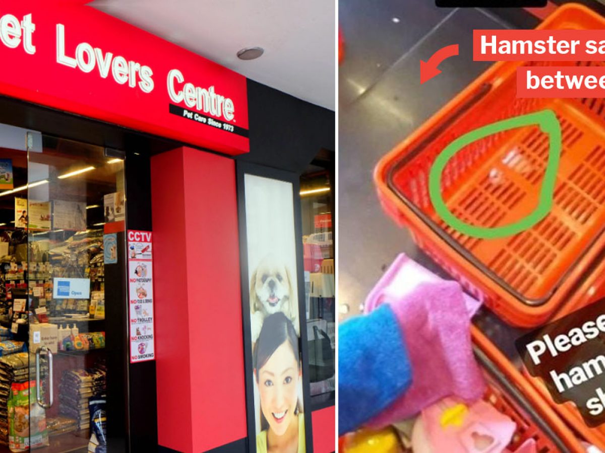 Pet Shop In Ang Mo Kio Called Out For Wedging Hamster Between 2 Baskets Their Pr Team Responds