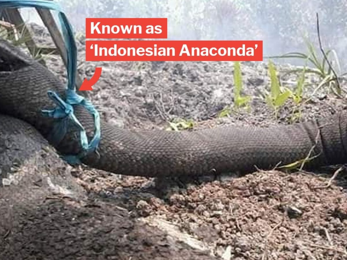 anaconda bike trainer