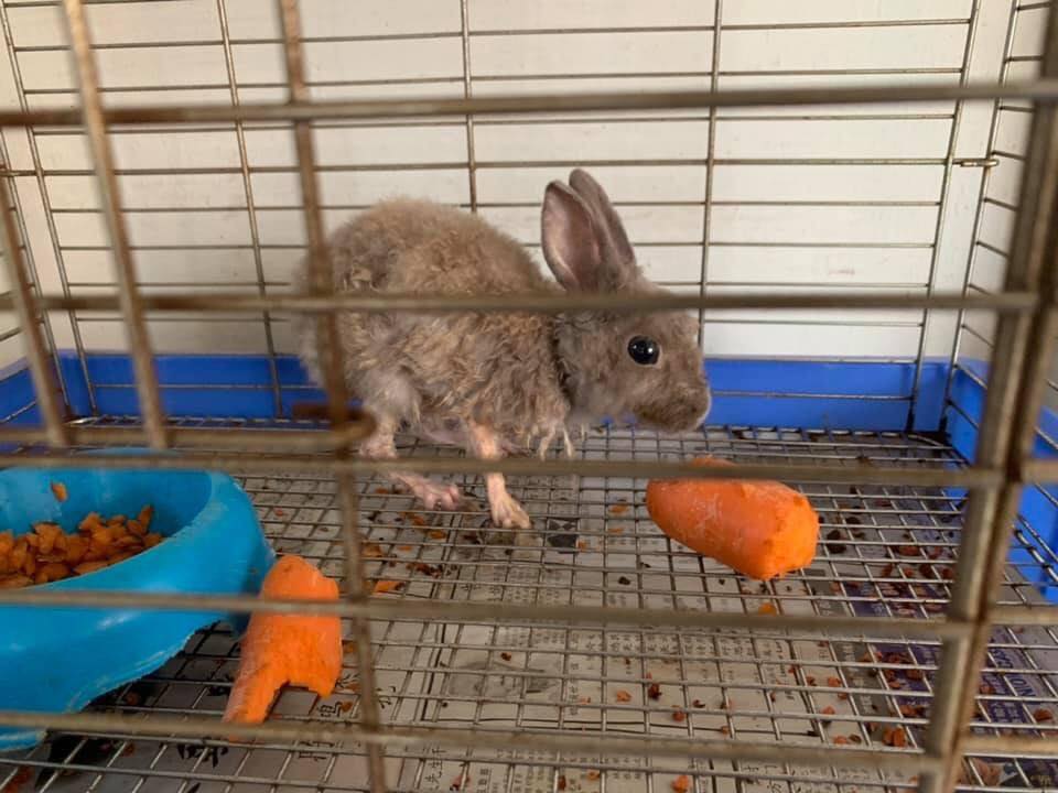 Rescued Skinny Rabbit Is Now Chonky & WellFed, Was Found Malnourished