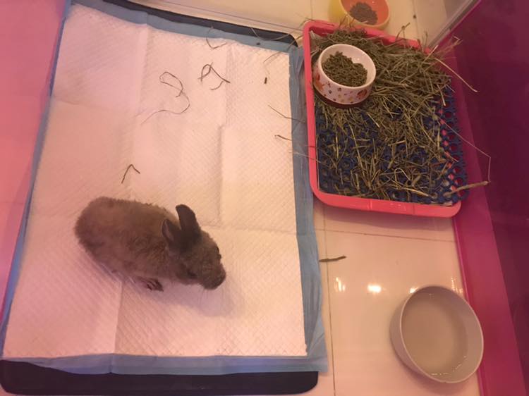 Skinny Corridor Rabbit Was Fed Only Carrots; S'pore Rescuers Name Him ...