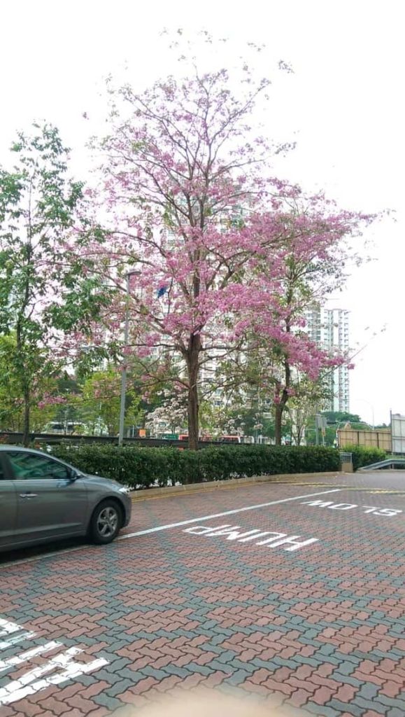 Thick Haze On 14 Sep Obscures Pretty 'Cherry Blossoms' & Turns