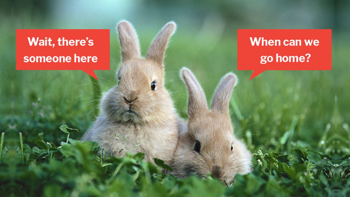 5 S Pore Rabbit Adoption Groups On Facebook Let You Give Less Privileged Bunnies A Home