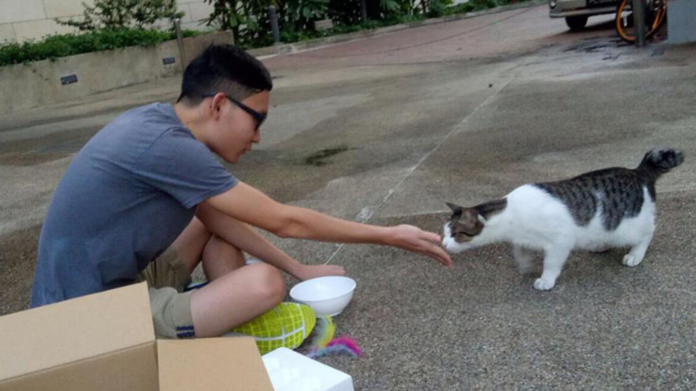 Miniature Wooden House Built For Stray Cats In Changi Protects Them ...