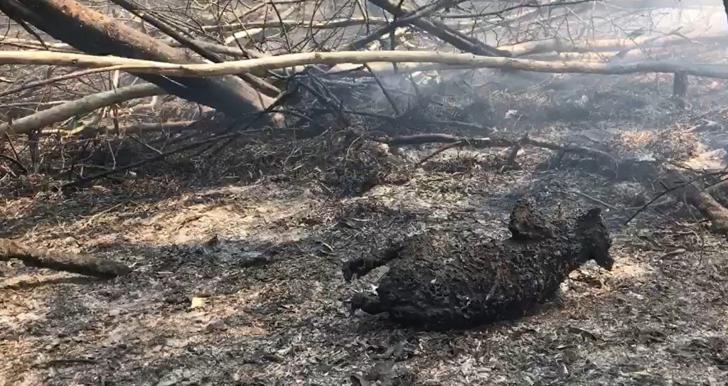 Koala Breeding Region In Australia Hit By Bushfire, Hundreds Feared ...