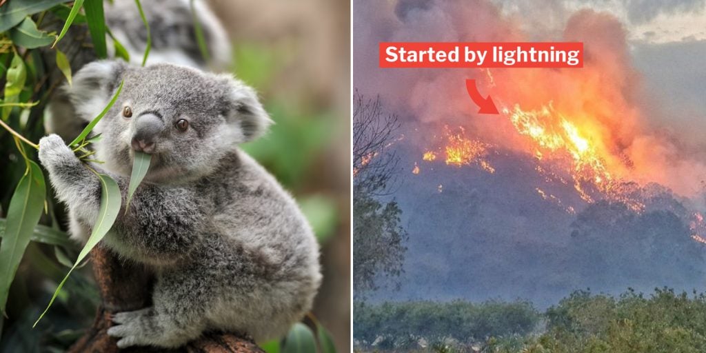 Koala Breeding Region In Australia Hit By Bushfire, Hundreds Feared ...