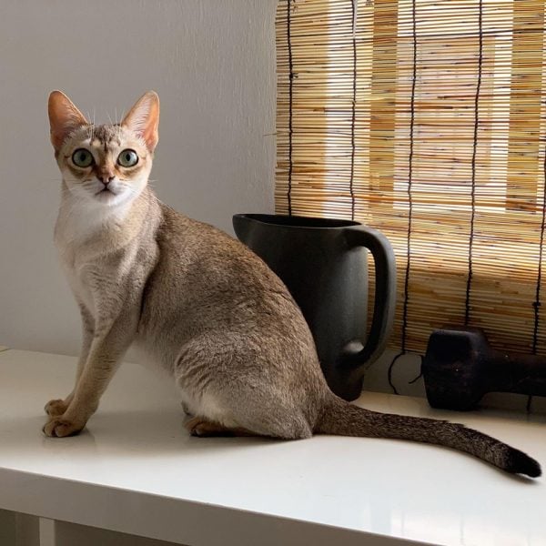 There's A Breed Of Cats Named "Singapura" & They Are Among The Smallest