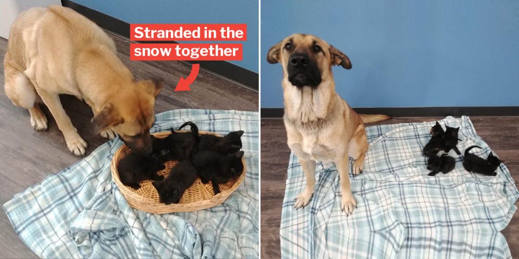 Stray Doggo Cuddles 5 Kittens To Keep Them Warm In The Snow, Entirely