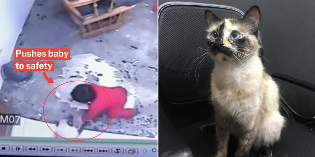 Heroic Cat Saves Baby From Falling Down Flight Of Stairs With Its Itty