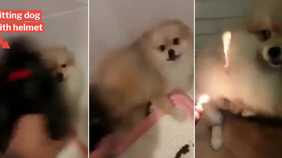 S'porean Man Hits Dog With Helmet & Torches Its Fur In Viral Video, SPCA  Urgently Seeks Info