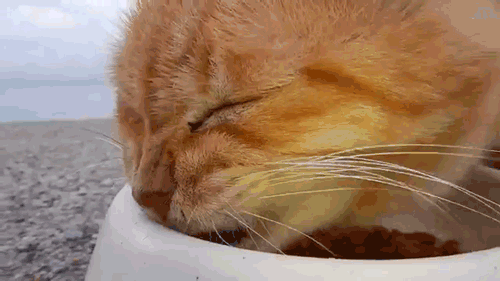Man Films Stray Cats Eating & Their Sounds Make Glorious ASMR Material