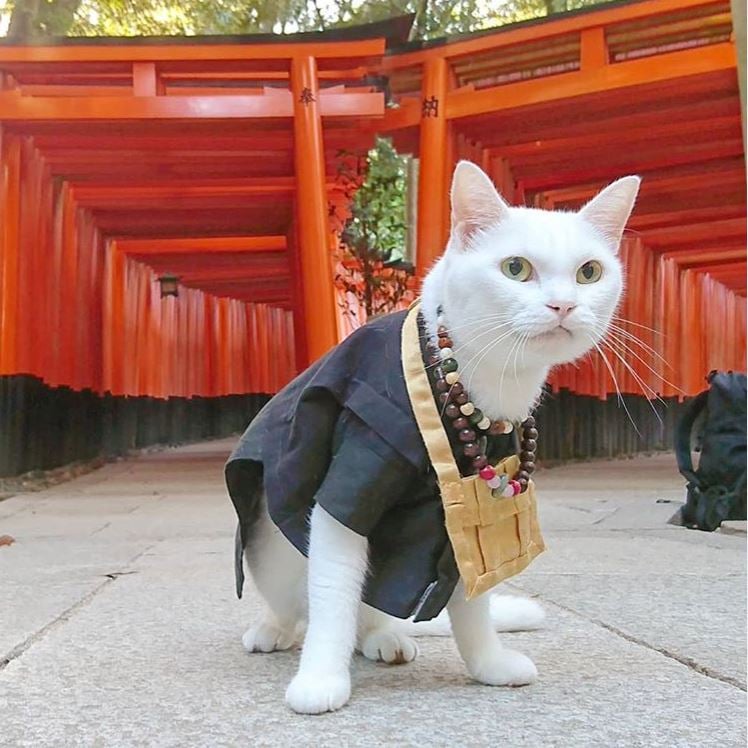 This Cat Temple In Kyoto Has Feline Monks For The Purrfect Spiritual ...