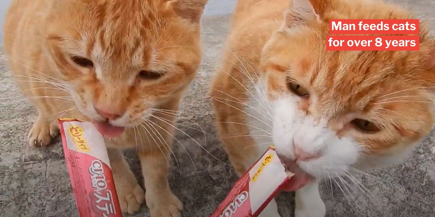 Man Films Stray Cats Eating & Their Sounds Make Glorious ASMR Material