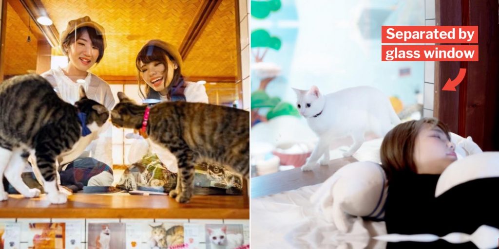 Cat Capsule Hotel In Osaka Lets Furry Felines Watch Over You While You