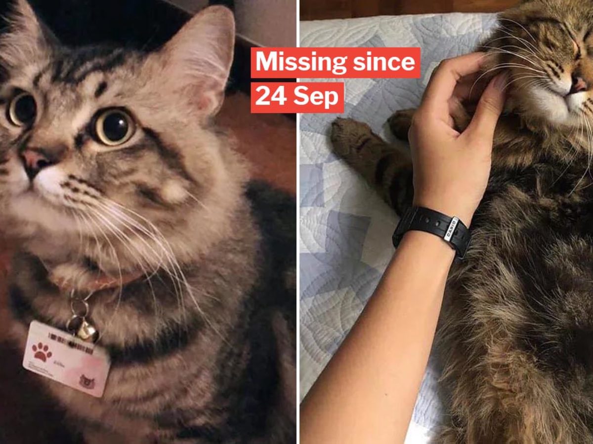 Cat missing store for 24 hours