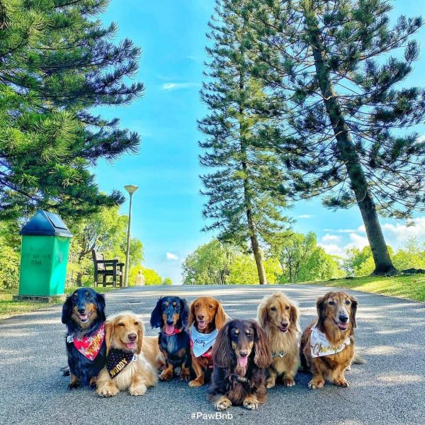 Pack Of Sausage Dogs Visit S'pore Parks & Beaches For Class Outings