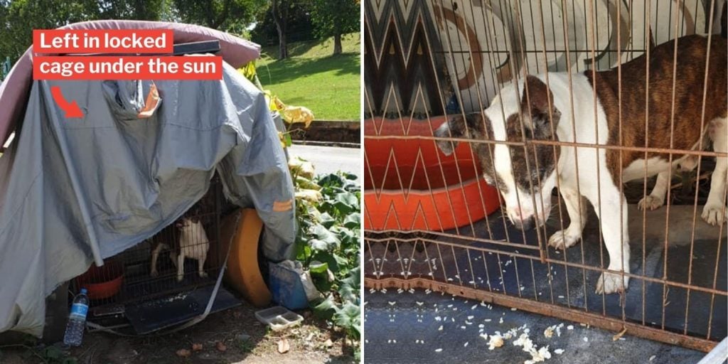 Abandoned Dog Locked In Outdoor Cage At S'pore Industrial Area ...