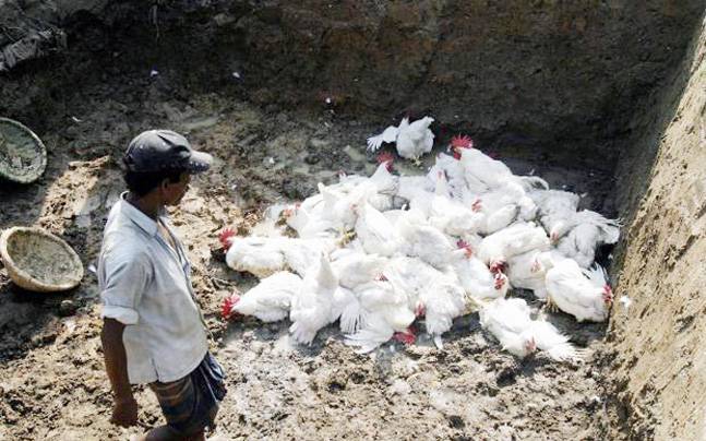 H5N1 Bird Flu Kills 4,500 Chickens As China Fights Wuhan ...