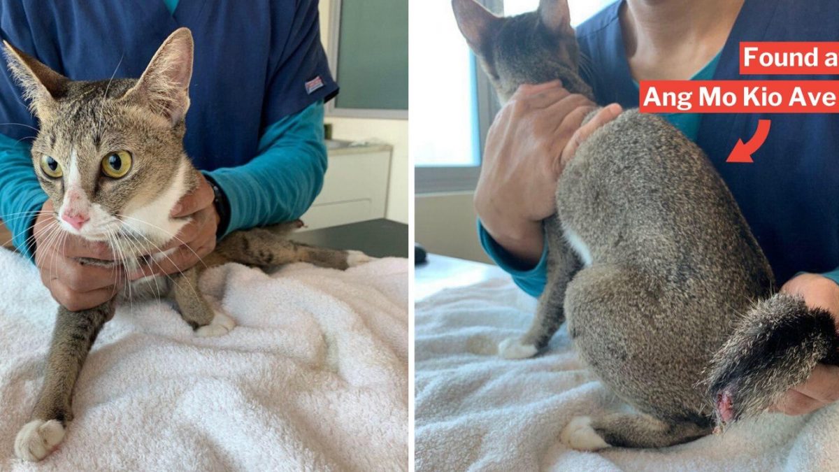 Ang Mo Kio Cat Found With Tail Cut Off Spca Sends To Vet For Treatment Investigates Incident