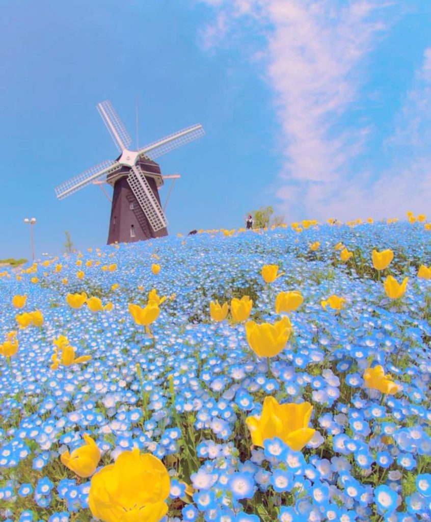 Stunning Blue Flower Field In Japan Goes Viral, Festival Was Cancelled ...