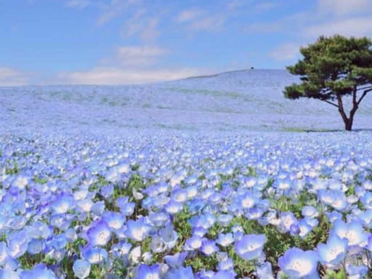 Stunning Blue Flower Field In Japan Goes Viral, Festival Was Cancelled Due  To Covid-19