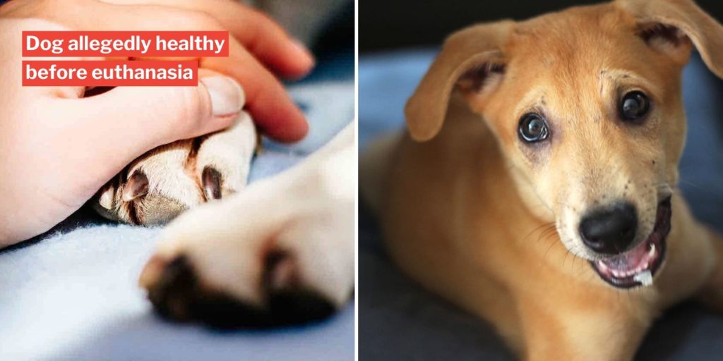 S'pore Owners Allegedly Put Dog Down After Biting Incidents, Rescuer