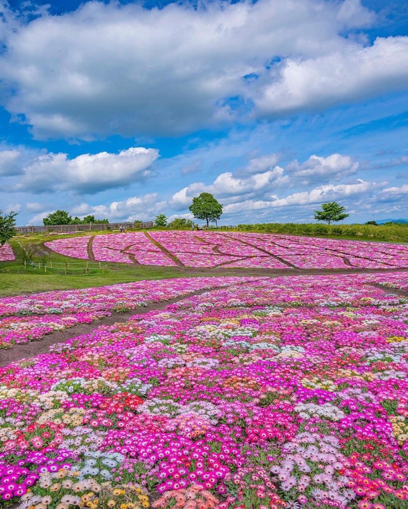 This Japan Park Is Overflowing With Rainbow Flower Fields Amidst ...