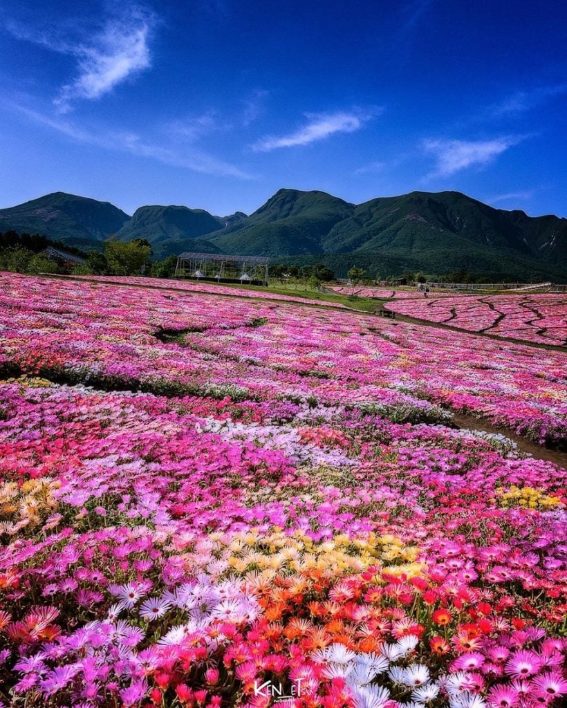 This Japan Park Is Overflowing With Rainbow Flower Fields Amidst ...