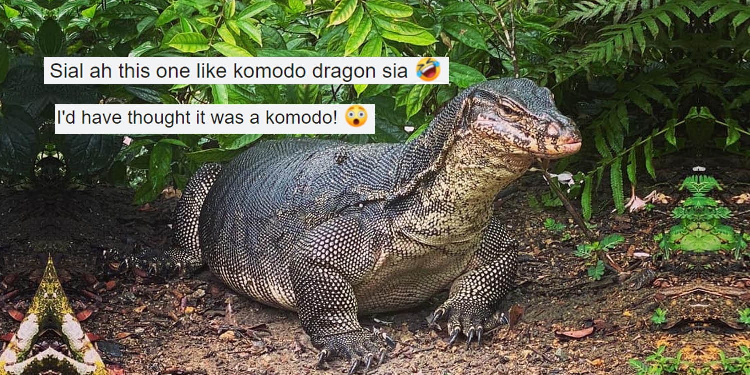 Super Thicc Monitor Lizard Lepaks At Botanic Gardens Netizens Say It S Like Komodo Dragon,Kielbasa Sausage Recipes Brown Sugar